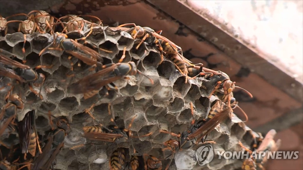 쌍살벌의 벌집