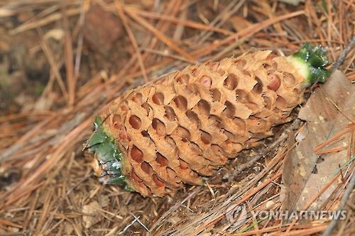 잣열매