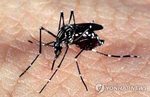 지카바이러스를 옮기는 모기