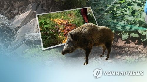 멧돼지의 습격(CG)
