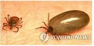 작은소피참진드기 흡혈 전(왼쪽)과 흡혈 후