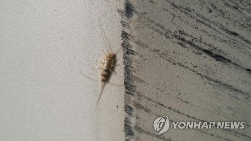 부산항 컨테이너에서 발견된 좀