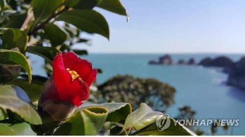 동백꽃