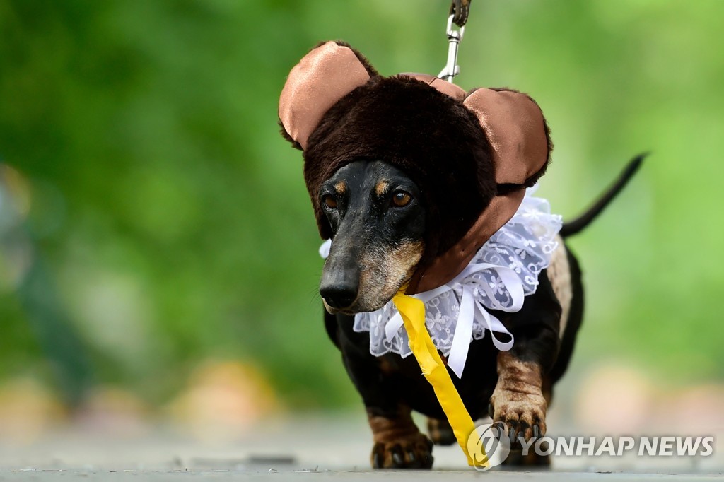 RUSSIA-ANIMAL-DACHSHUNDS-PARADE