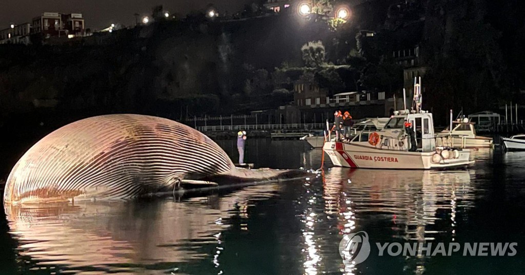 이탈리아 소렌토 연안에서 발견된 큰고래 사체. [AFP=연합뉴스]