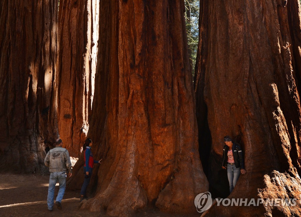 FILES-US-CLIMATE-FIRE-CALIFORNIA-SEQUOIA