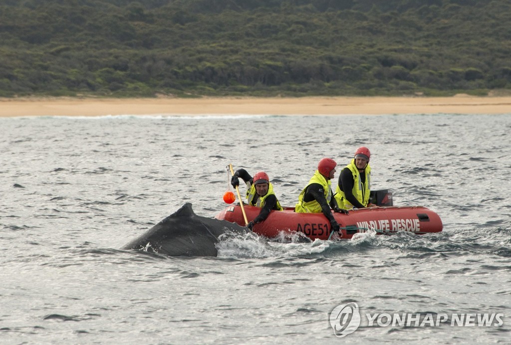 호주에서 그물에 얽힌 고래새끼를 구조하는 생태보호대원들[EPA=연합뉴스 자료사진]