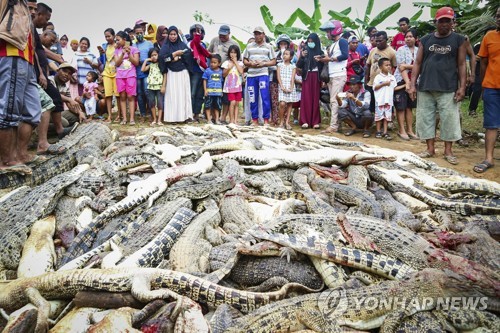 2018년 7월 14일 인도네시아 서파푸아 주 소롱 지역 주민들이 악어농장을 습격해 290여마리의 악어를 죽인 뒤 구덩이에 모아 놓은 모습. [EPA=연합뉴스]