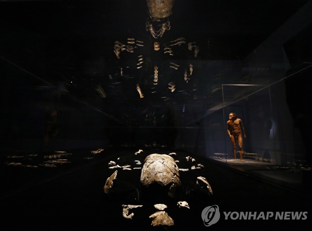 USA PEROT MUSEUM EXHIBIT ORIGINS FOSSILS FROM THE CRADLE OF HUMA