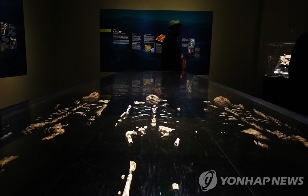 USA PEROT MUSEUM EXHIBIT ORIGINS FOSSILS FROM THE CRADLE OF HUMA