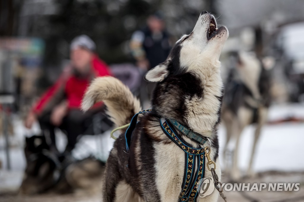 CZECH REPUBLIC PHOTO SET DOG SLED RACE