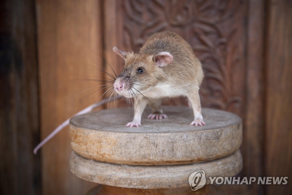 CAMBODIA LAND MINES RAT