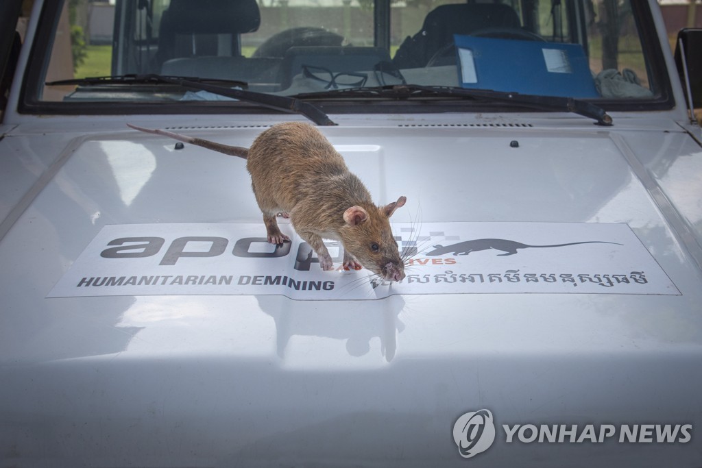 CAMBODIA LAND MINES RAT