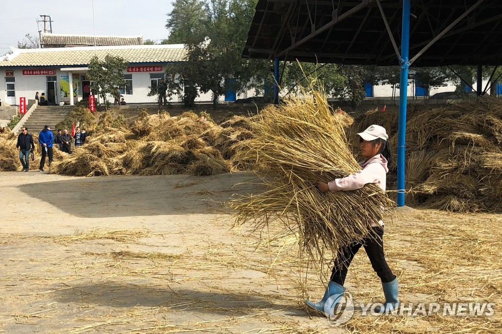 2019년 10월 북한 평양 인근 협동농장에서 수확에 나선 현지주민