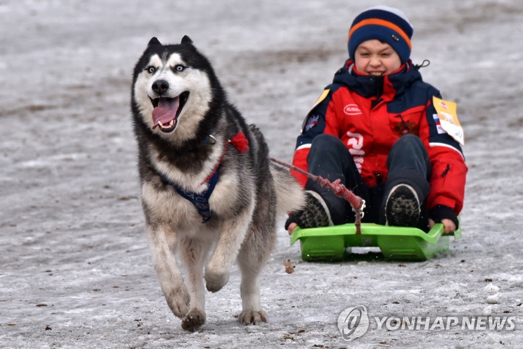 Sled dog racing in Abakan, Russia