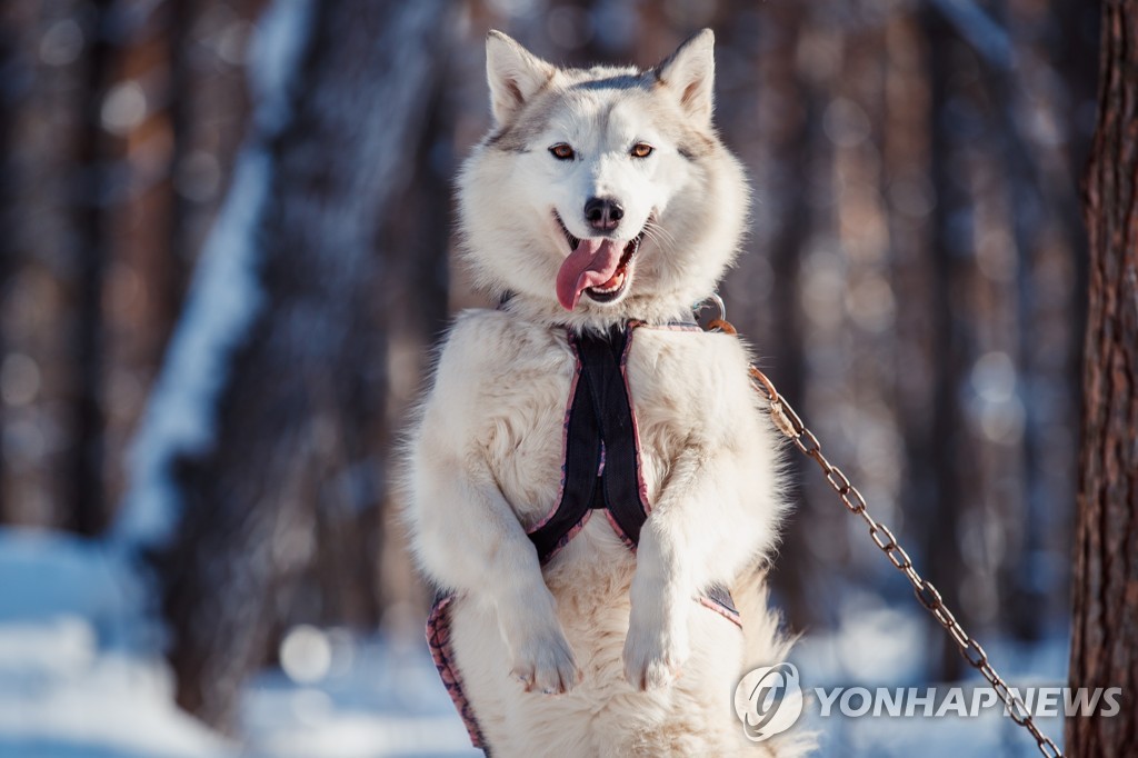 시베리안 허스키