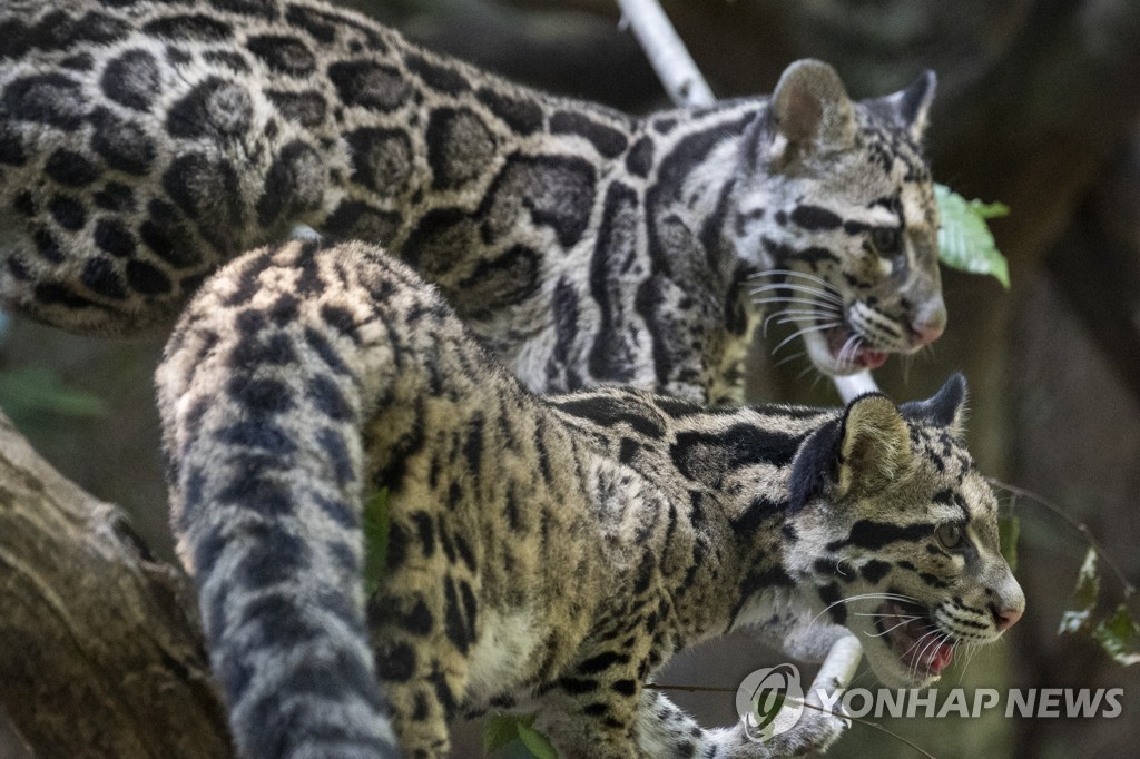 CLOUDY LEOPARDS ZOO