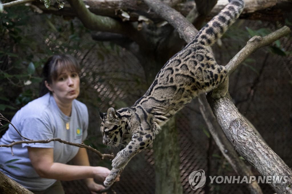CLOUDY LEOPARDS ZOO