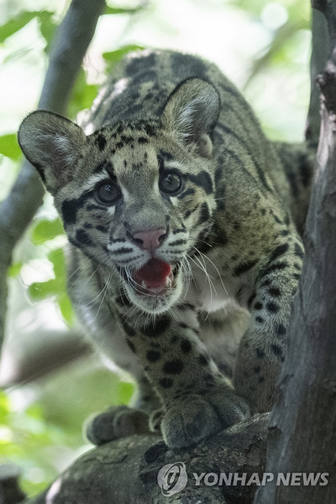 CLOUDY LEOPARDS ZOO