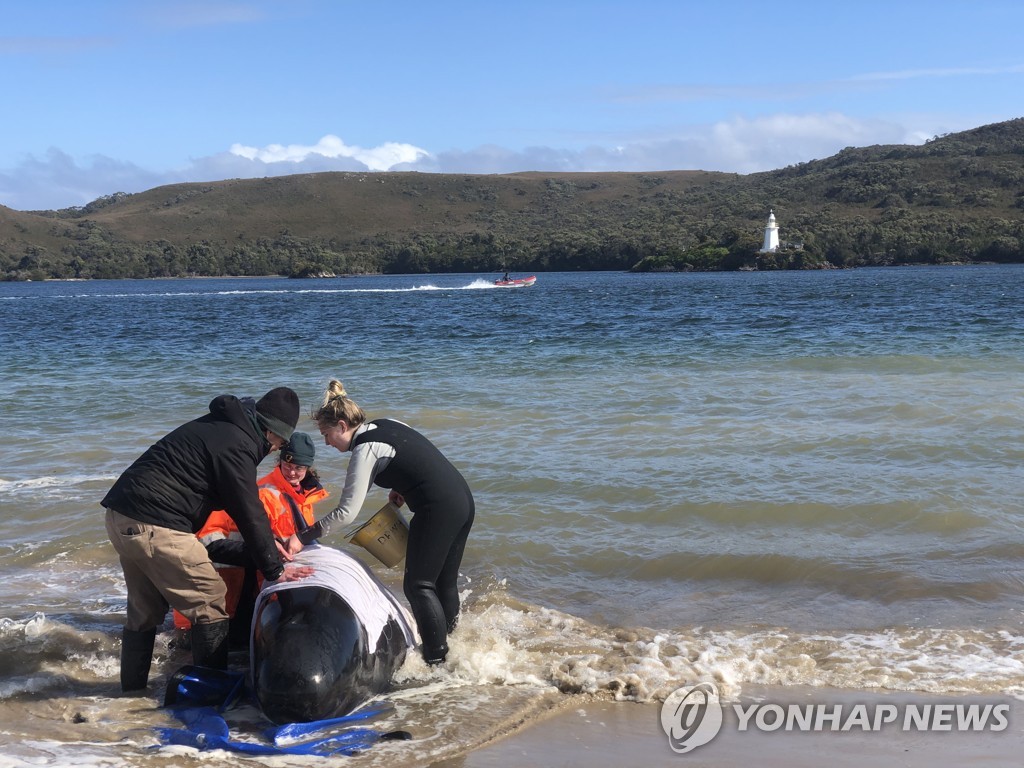 AUSTRALIA-SYDNEY-STRANDED WHALES-RESCUE