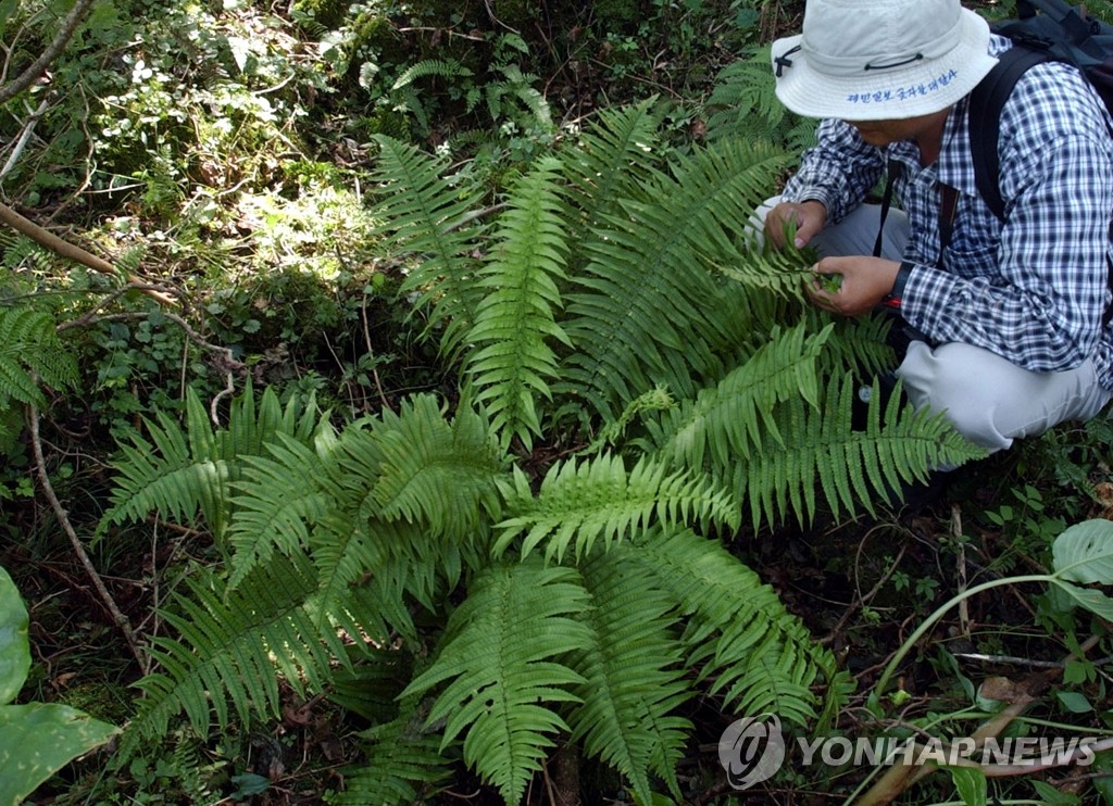 제주서 발견된 희귀 고사리.