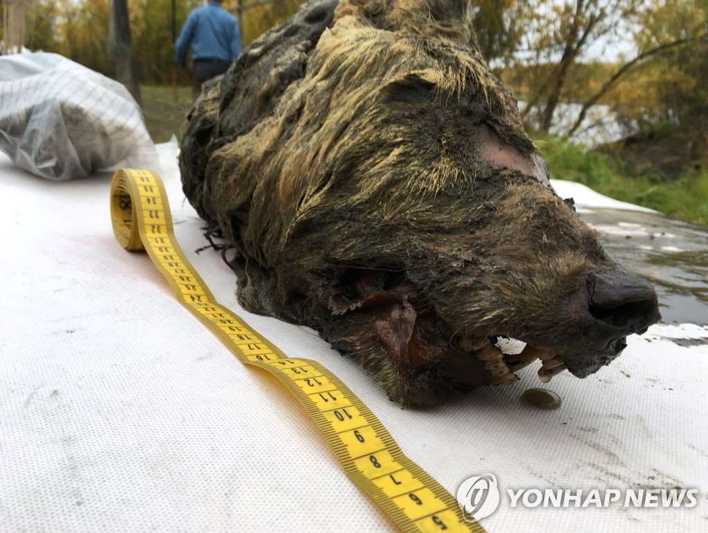 시베리아에서 발견된 4만년 전 추정 늑대 머리. 