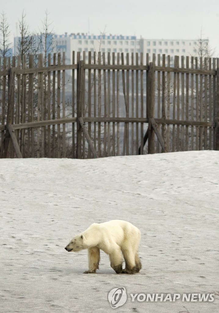 RUSSIA-POLAR BEAR/