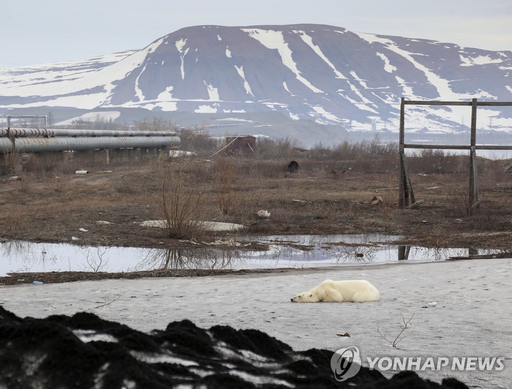 RUSSIA-POLAR BEAR/