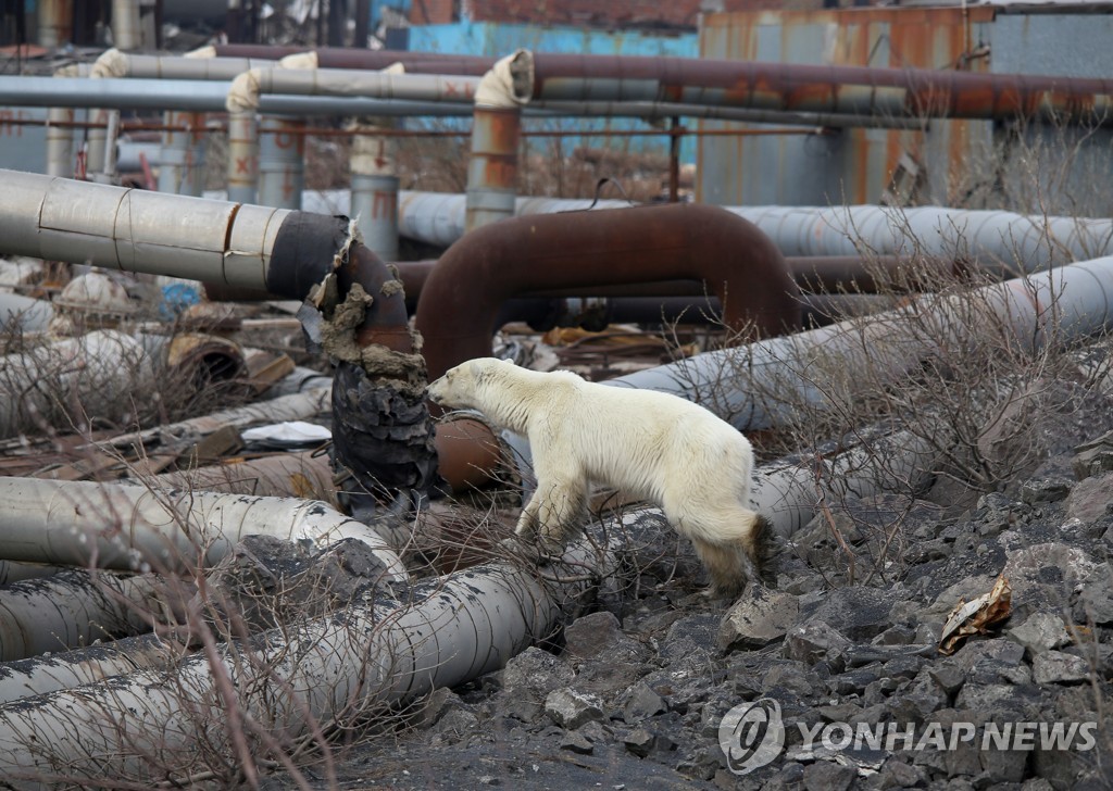 RUSSIA-POLAR BEAR/
