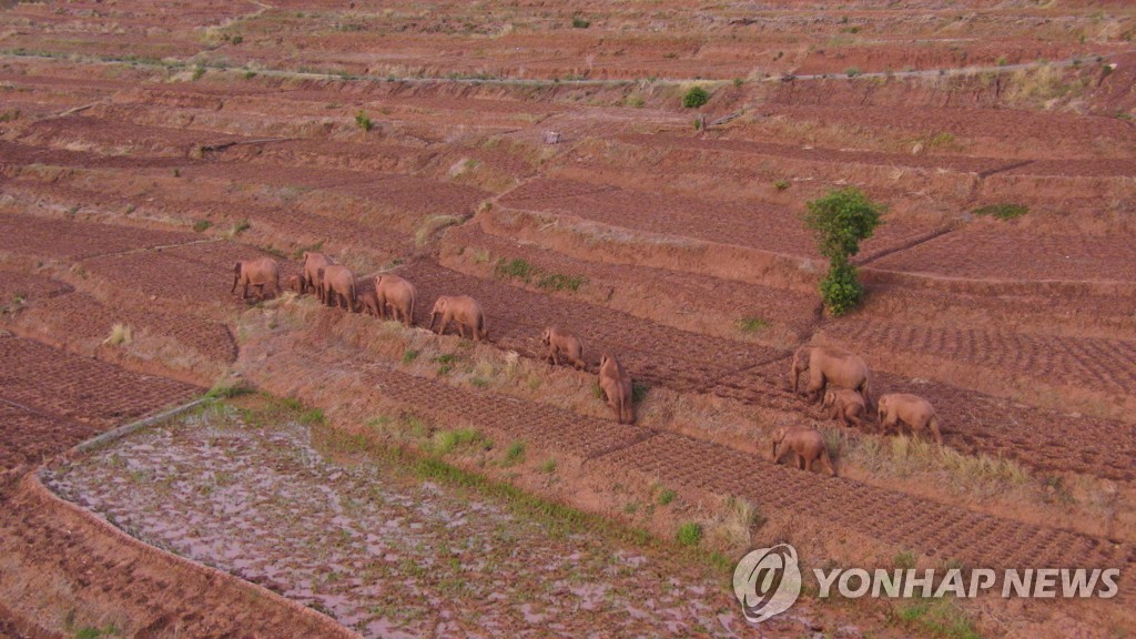 지난 6일 중국 윈난성 쿤밍시 진닝구에서 코끼리 떼가 이동하고 있다.