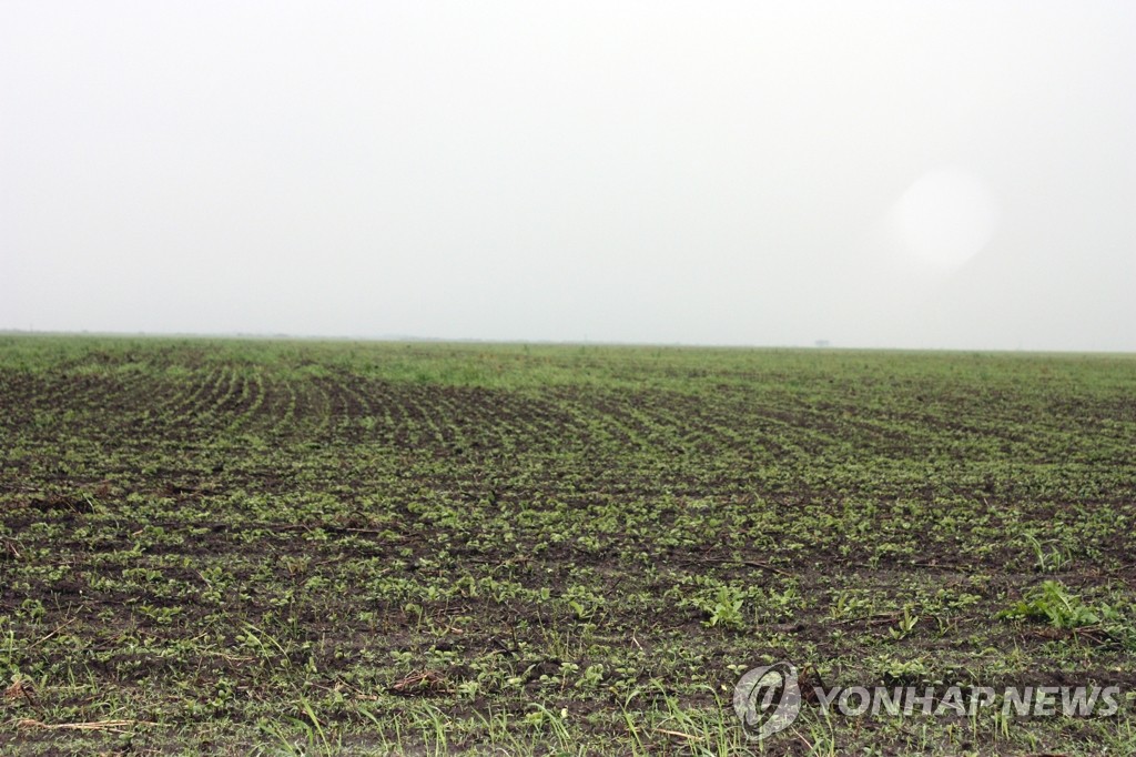 끝없이 펼쳐진 연해주 콩밭