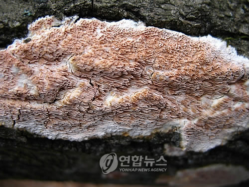 국내 첫 발견 수지밀구멍버섯 자실체 사진