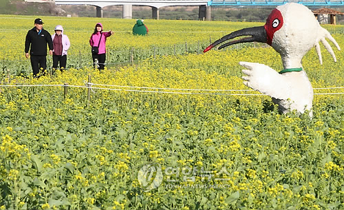 유채꽃밭에 따오기 등장