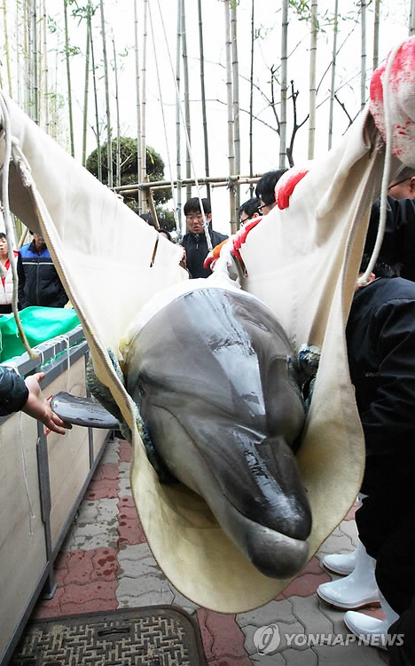일본서 울산으로 공수된 돌고래<<연합뉴스 자료사진>>