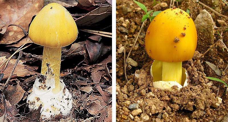 대표적 야생 독버섯인 '개나리광대버섯'(왼쪽)과 식용 '노란달걀버섯' (연합뉴스 자료사진)