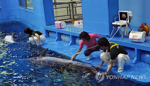초음파로 임신 검사받는 돌고래