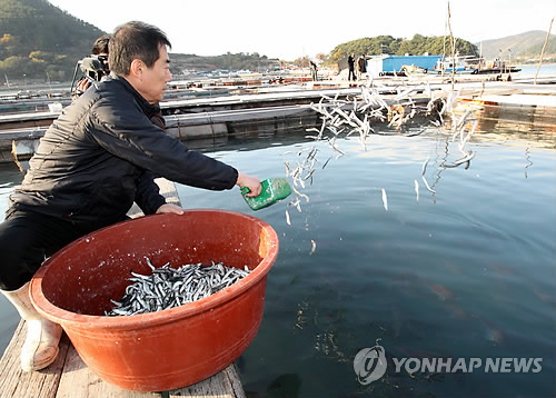 수산과학원 어분 함량 줄인 양식어류 사료 개발 나서 - 1