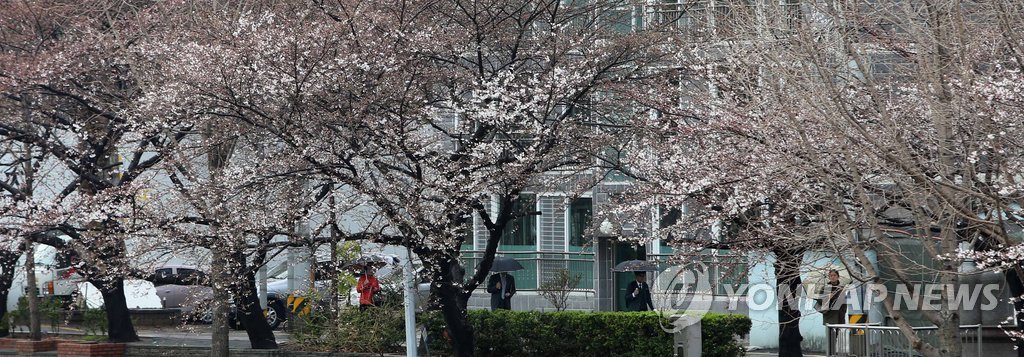 봄비 내리는 부산 온천천 벚꽃거리