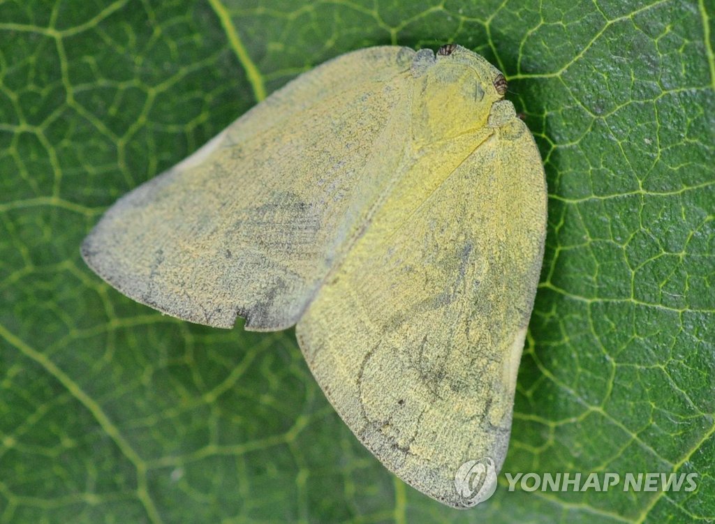 과수원 갈색날개매미충 주의보
