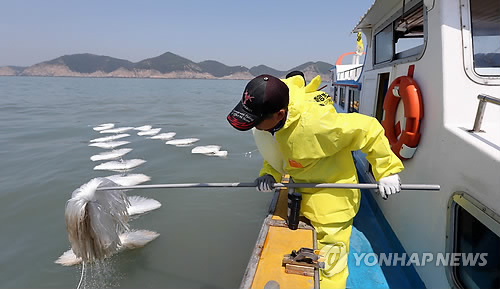 지난 1일 전남 진도군 조도면 병풍도 북쪽 3km 앞 사고 해상에서 어민들이 어선을 동원해 침몰한 세월호에서 나온 기름을 제거하고 있다.