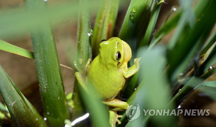수원서 발견된 멸종위기종 1급 수원청개구리