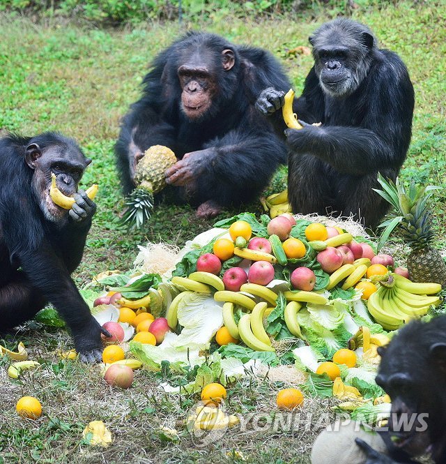 '세계 동물의 날'을 이틀 앞둔 2014년 10월 2일 한 동물원에서 침팬지 가족이 사육사로부터 좋아하는 바나나와 파인애플 등 과일 특식을 제공받은 모습. [에버랜드 제공=연합뉴스 자료사진] 