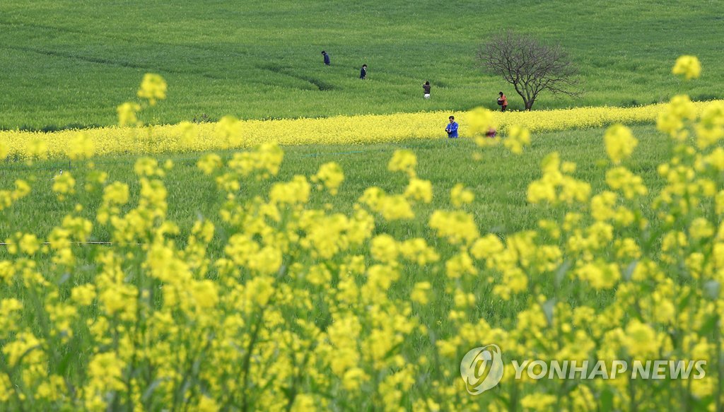 고창 학원관광농장 청보리밭과 유채꽃