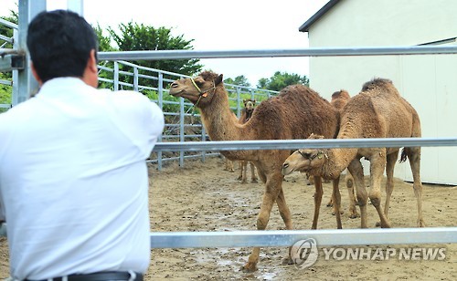 메르스 때문에 격리 조치된 제주 낙타들