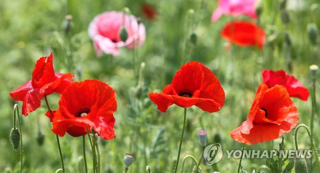원주 용수골 꽃 양귀비
