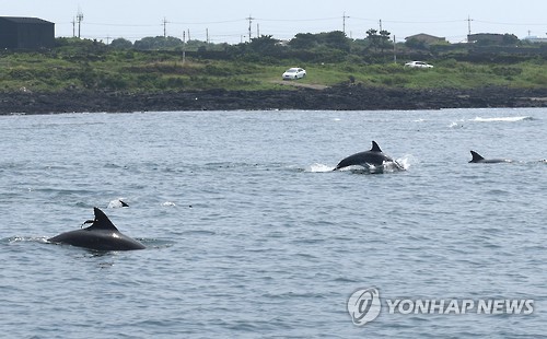야생 무리 합류한 태산이