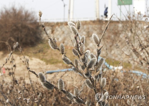 봄의 전령 버들강아지