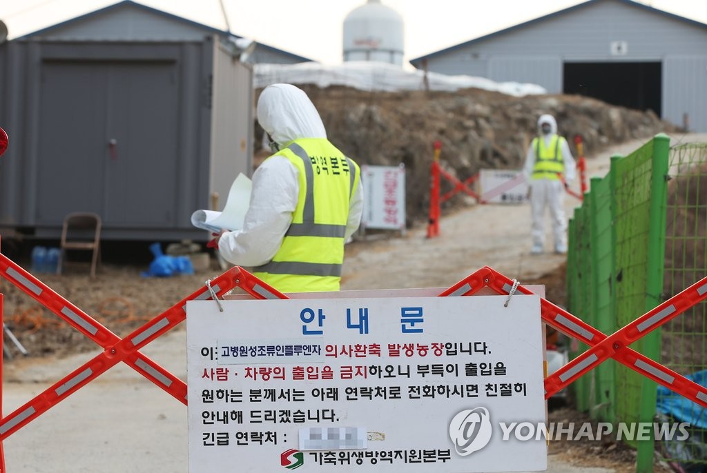 이천 오리농가 AI바이러스 검출