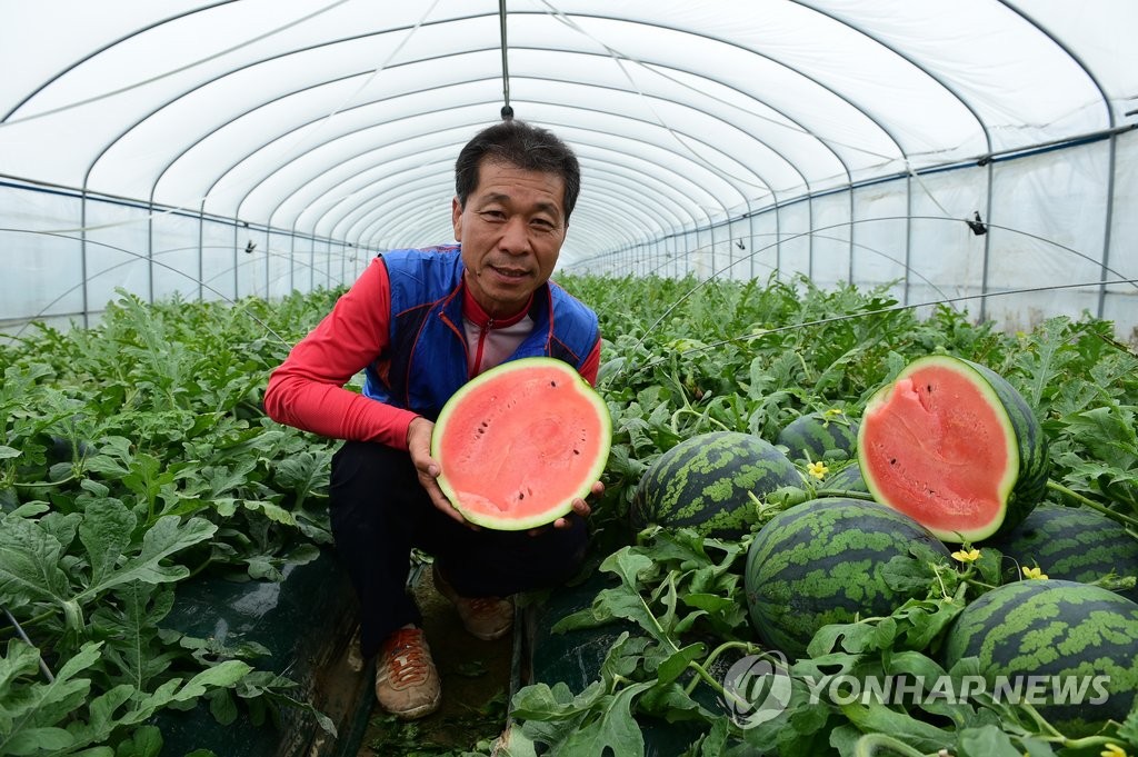 우곡수박 출하