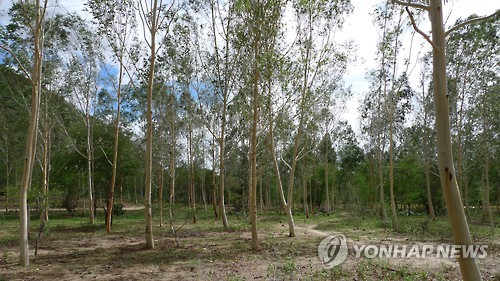 코이카 도움으로 조성한 숲